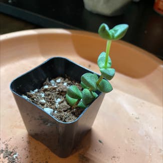 Baby's Necklace plant in Somewhere on Earth