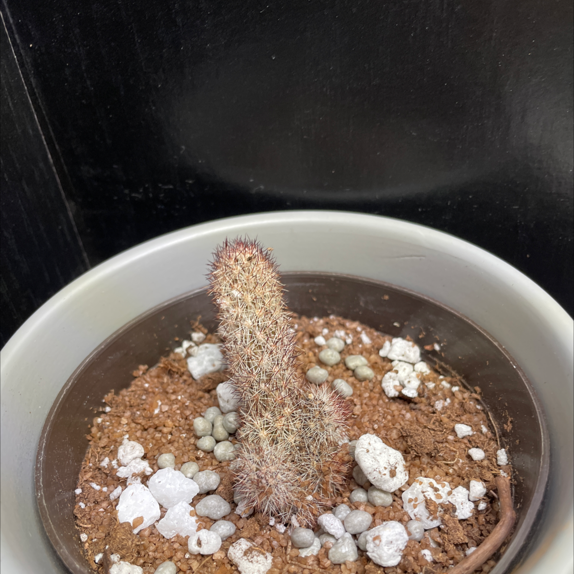 Rattail Nipple Cactus in a pot with visible soil and no signs of discoloration.