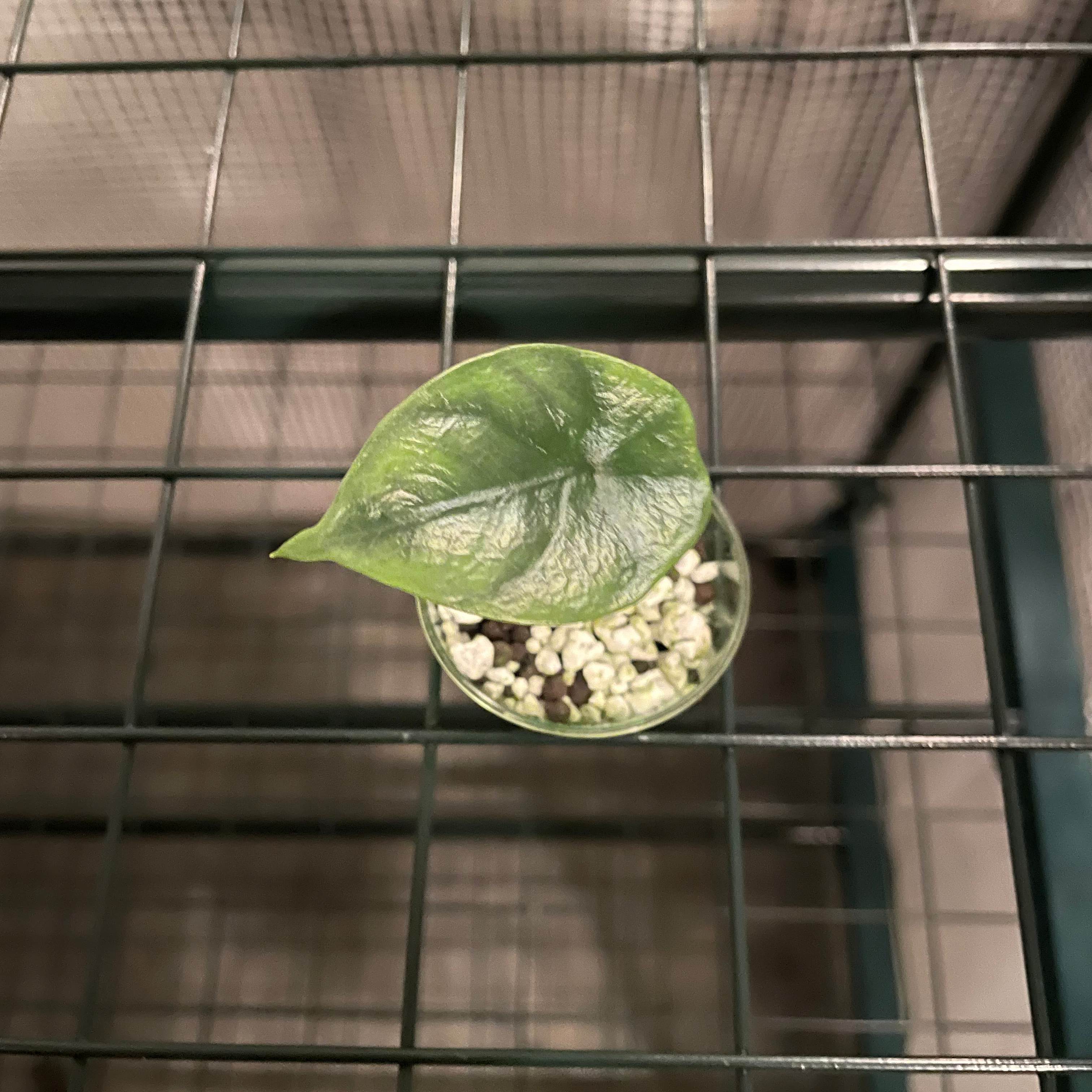 Jewel Alocasia plant with one healthy green leaf in a small pot with visible soil.