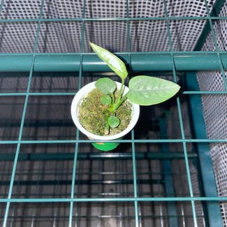 monstera siltepecanna plant in Somewhere on Earth