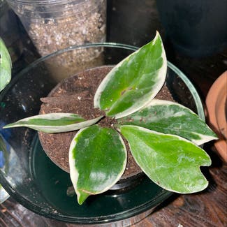 Hoya Krimson Queen plant in Somewhere on Earth