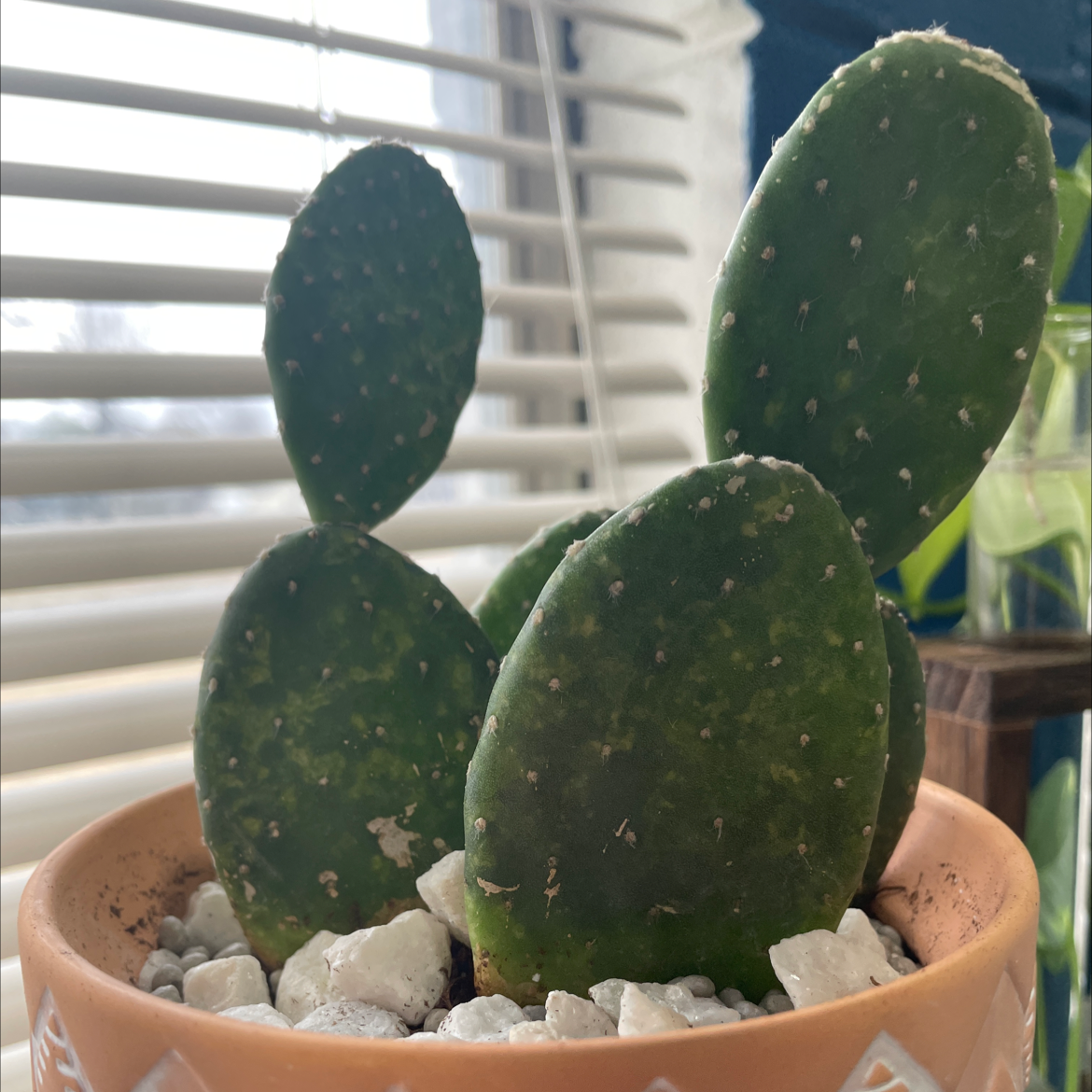 Woolyjoint Prickly Pear cactus in a terracotta pot with white stones, placed indoors near a window with blinds.