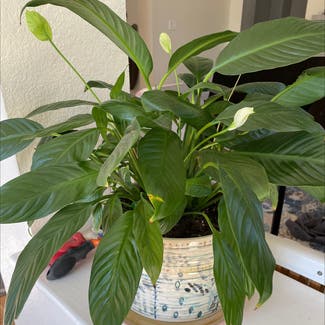 Peace Lily plant in Austin, Texas
