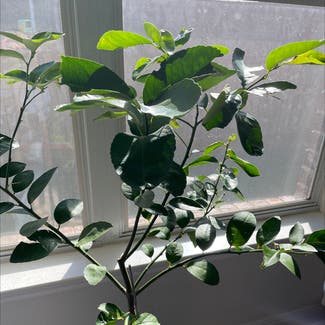 Persian Lime plant in Austin, Texas
