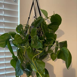 Heartleaf Philodendron plant in San Diego, California