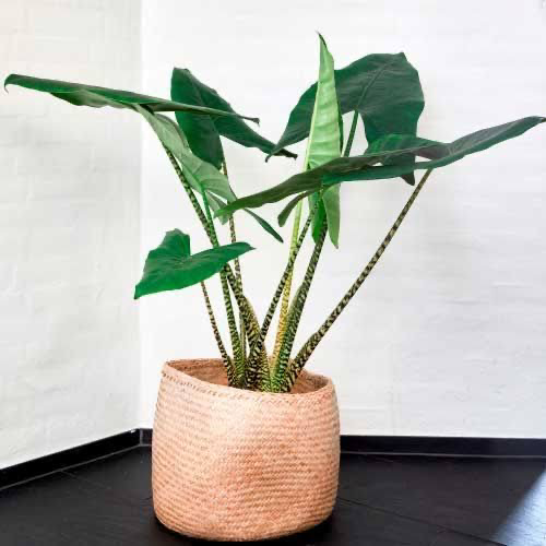 Photo of the plant species Zebra Elephant Ear by @PoshCorncob named Zebby on Greg, the plant care app