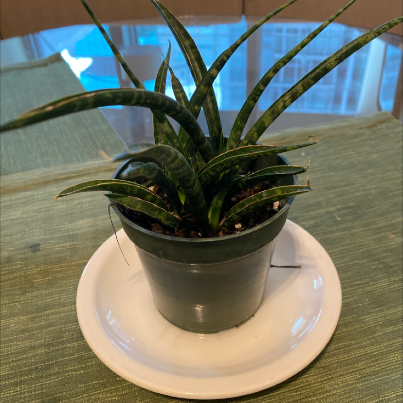 Dracaena 'Mikado' plant in a small pot on a white plate, healthy green leaves.