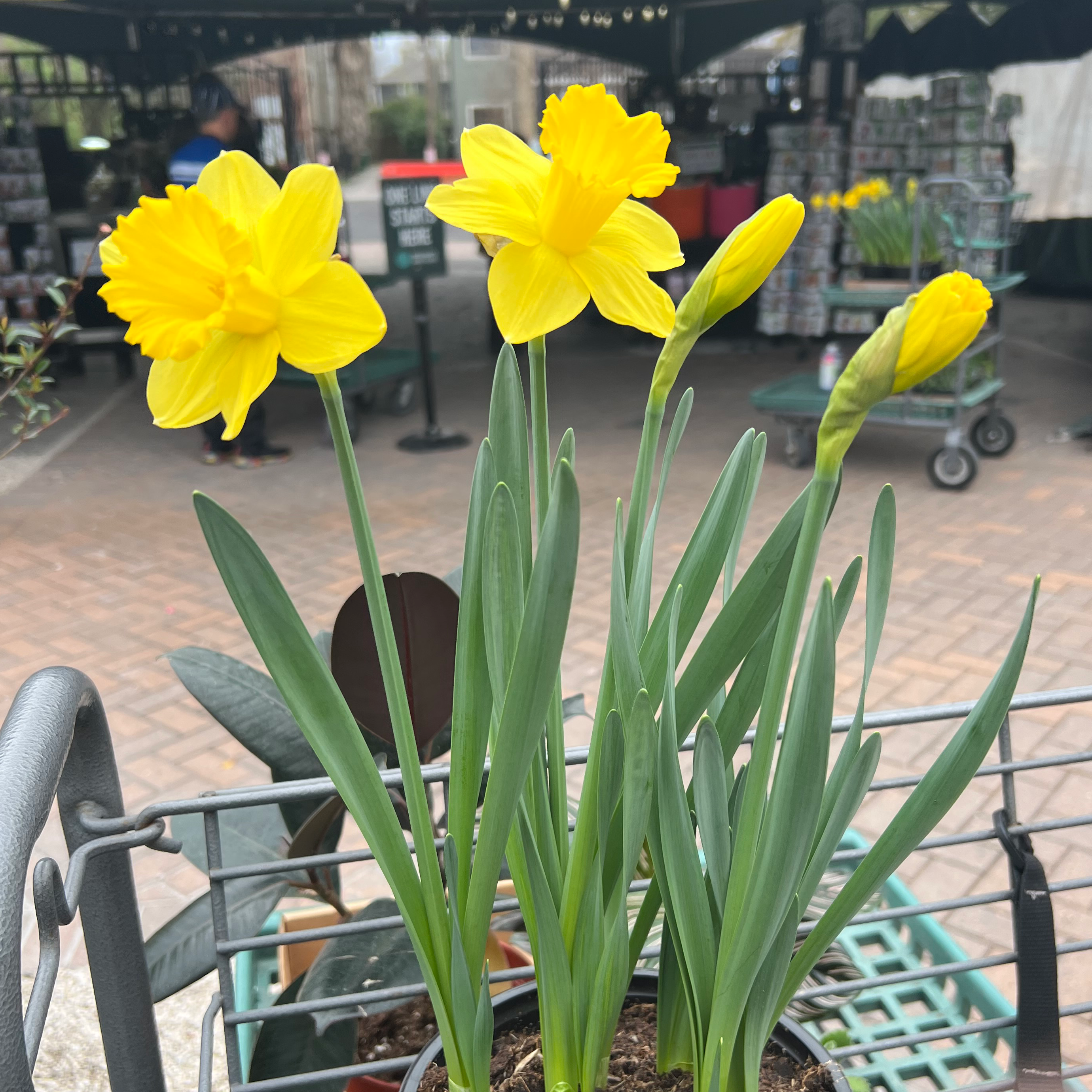 A healthy daffodil plant with vibrant yellow flowers in a pot.