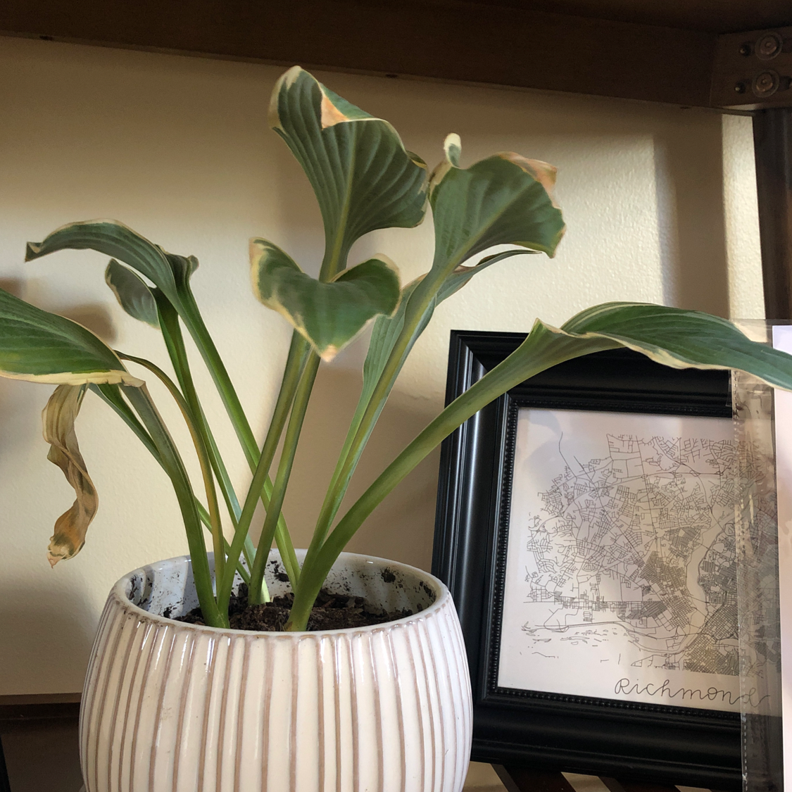 Potted Hosta 'Halcyon' plant with some browning leaves, placed indoors on a shelf next to a framed map.