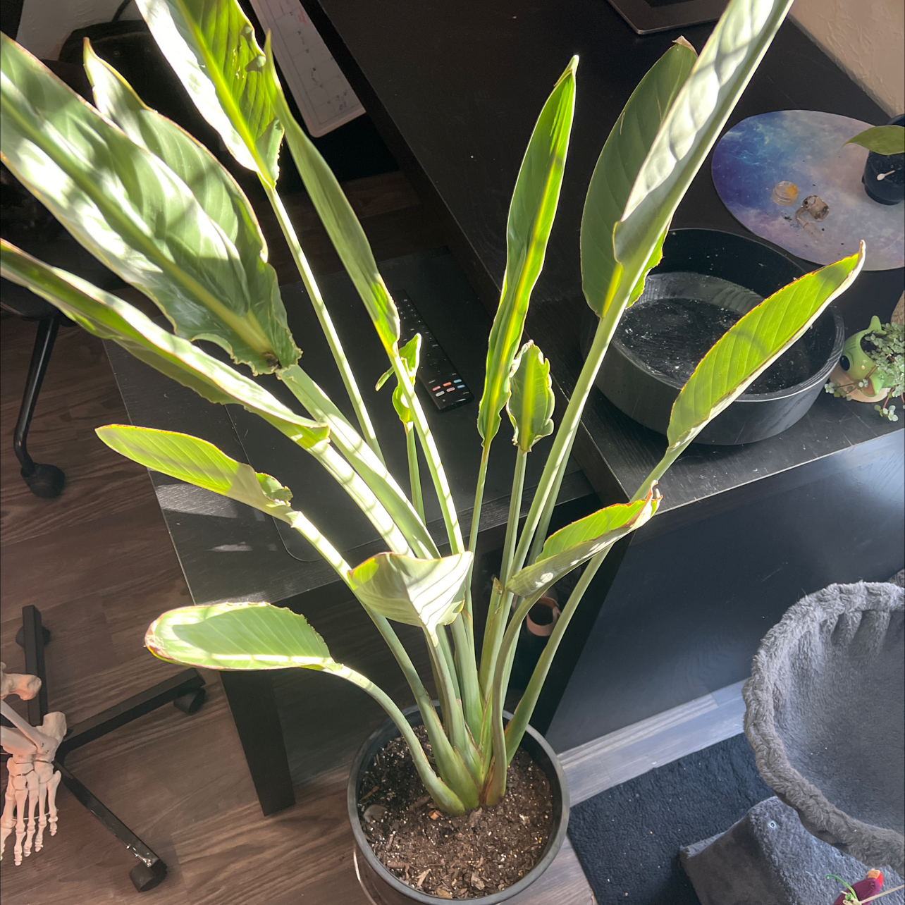 Bird of Paradise plant photo by @GoodMostii named Birds of paradise on Greg, the plant care app.