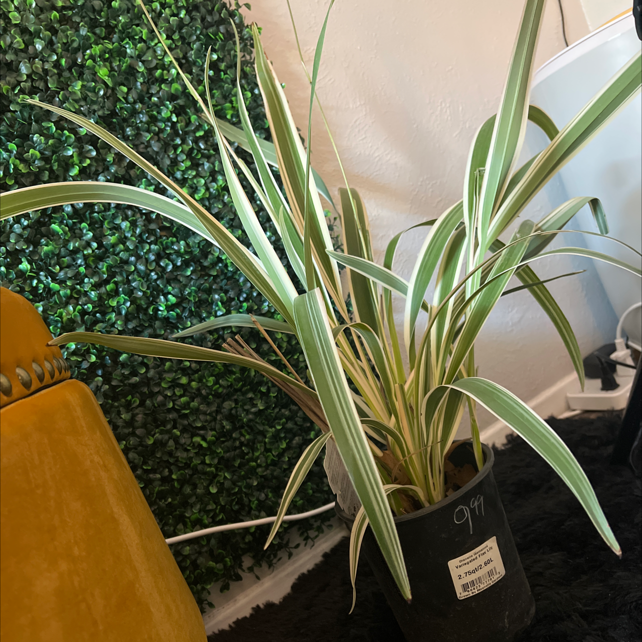 Tasman Flax-Lily plant in a black pot with variegated leaves, appears healthy.