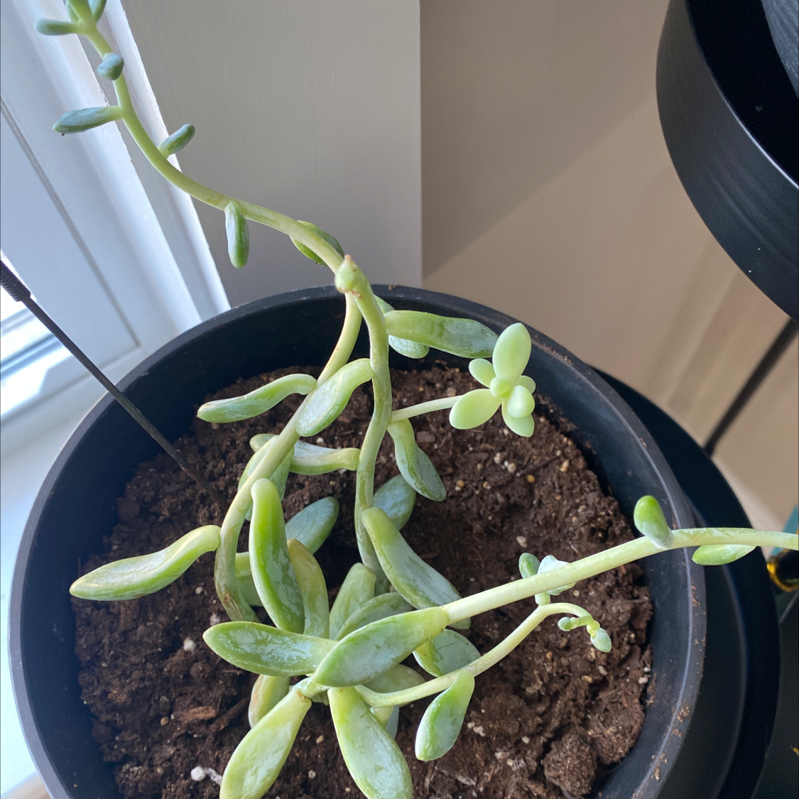 Potted Tree Stonecrop succulent with elongated leaves and visible soil.