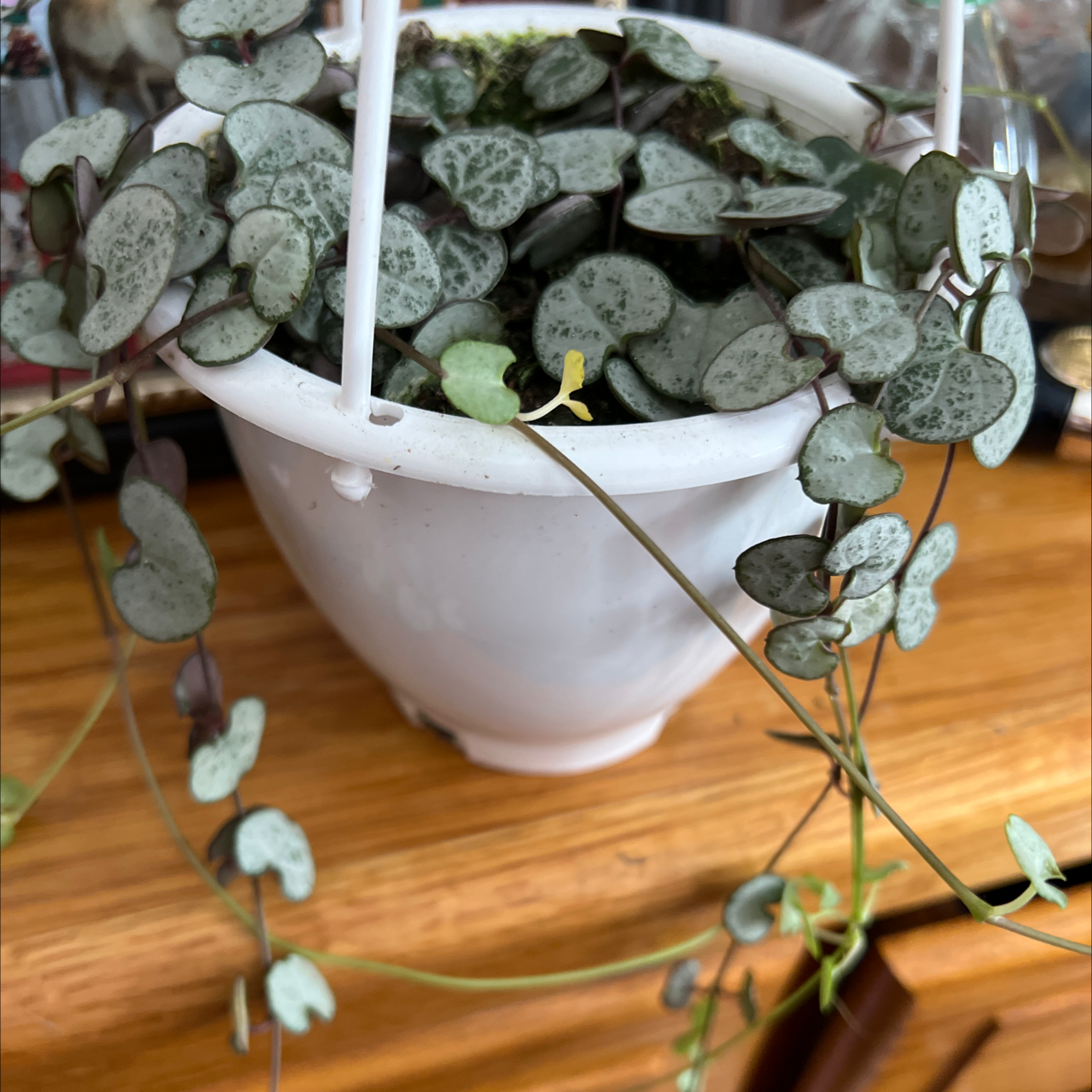 String of Hearts 'Silver Glory' plant in a white hanging pot with heart-shaped leaves.
