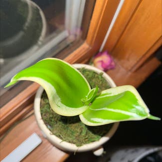 Snake Plant plant in Bedford, New Hampshire