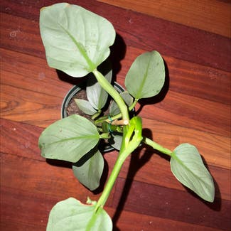 Silver Sword Philodendron plant in Bedford, New Hampshire