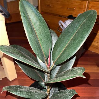 Rubber Plant plant in Bedford, New Hampshire