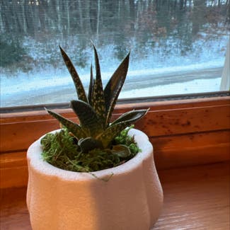 Aloe vera plant in Bedford, New Hampshire