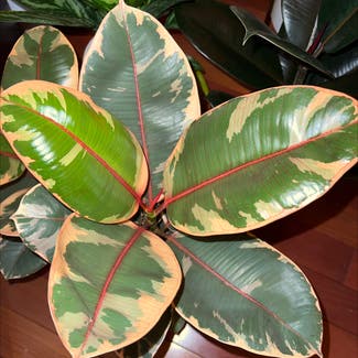 Ficus 'Ruby' plant in Bedford, New Hampshire