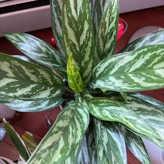 Chinese Evergreen plant in Bedford, New Hampshire