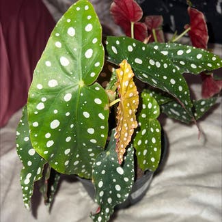 Polka Dot Begonia plant in Estero, Florida