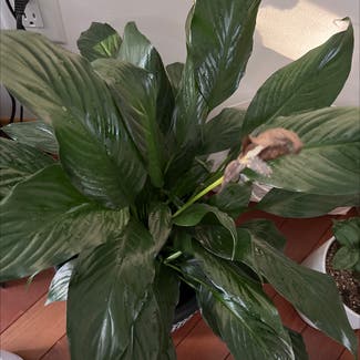 Peace Lily plant in Bedford, New Hampshire