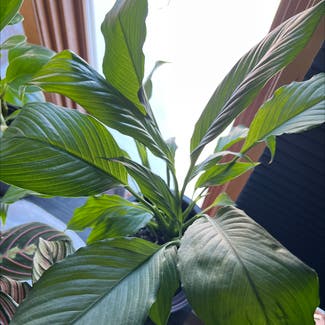 Peace Lily plant in Estero, Florida