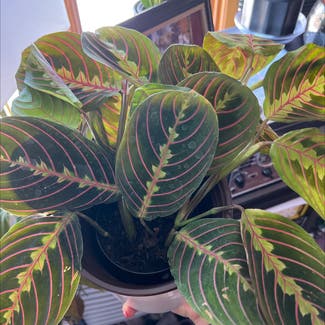 Red Prayer Plant plant in Bedford, New Hampshire