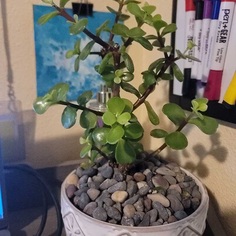 Jade