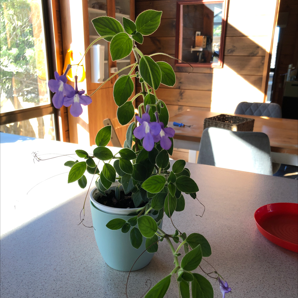 Cape Primrose plant in a white pot with green leaves and purple flowers on a table.
