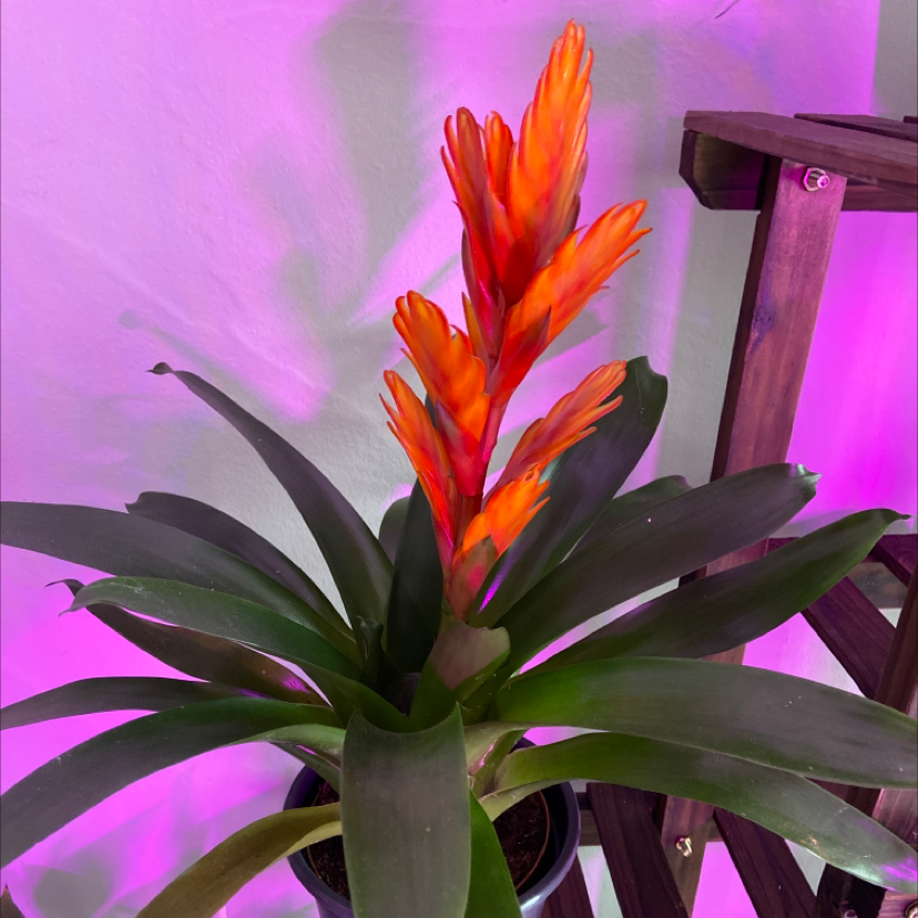 Flaming Sword plant with vibrant red-orange flowers and healthy green leaves.