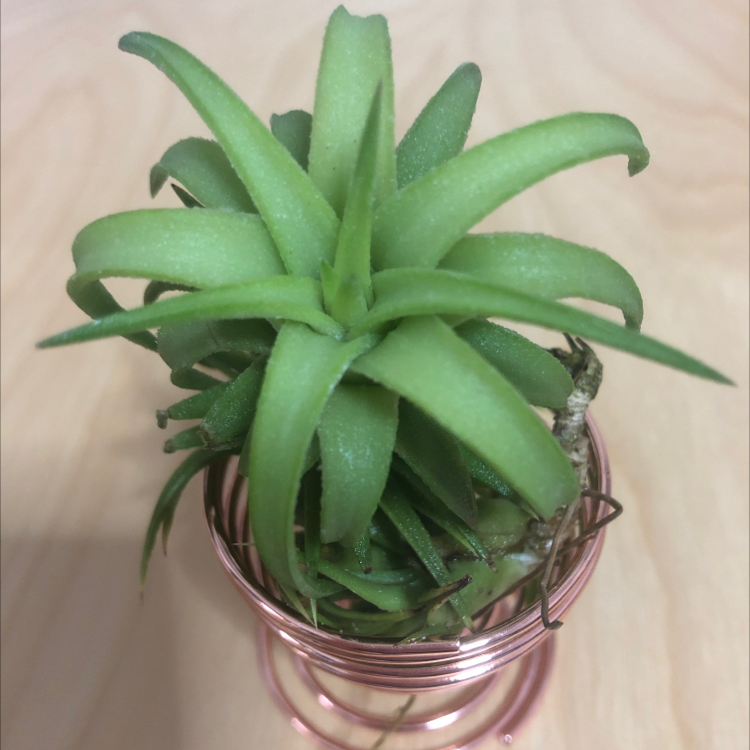 Photo of the plant species Tillandsia ionantha 'Vanhyningii' by @FunRedsky named Starry on Greg, the plant care app