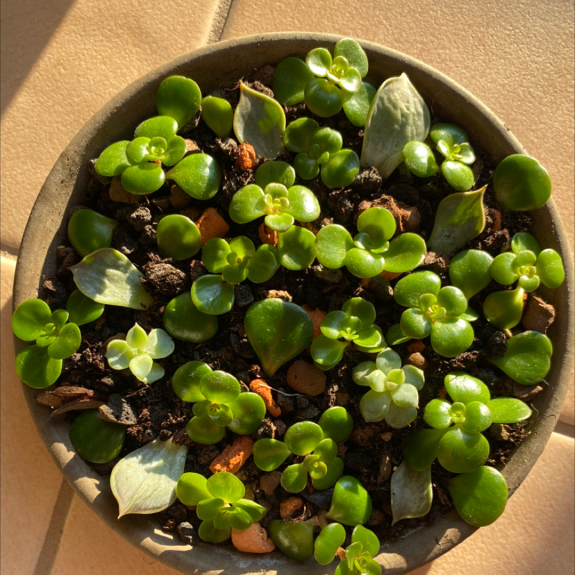 Potted Sedum 'Himalayan Skies' with multiple green rosettes, visible soil, well-framed and in focus.