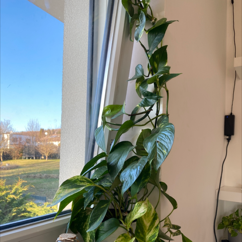 Taro Vine plant photo by @soupoverhumans named rain on Greg, the plant care app.