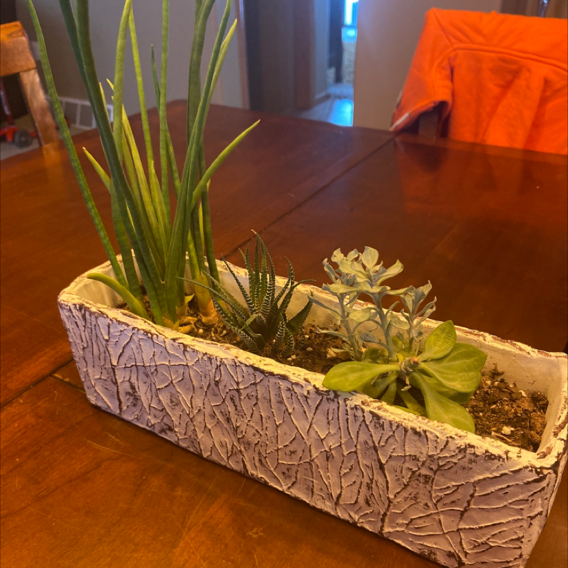 Rectangular planter with multiple healthy plants, including Crassula mesembryanthemoides.