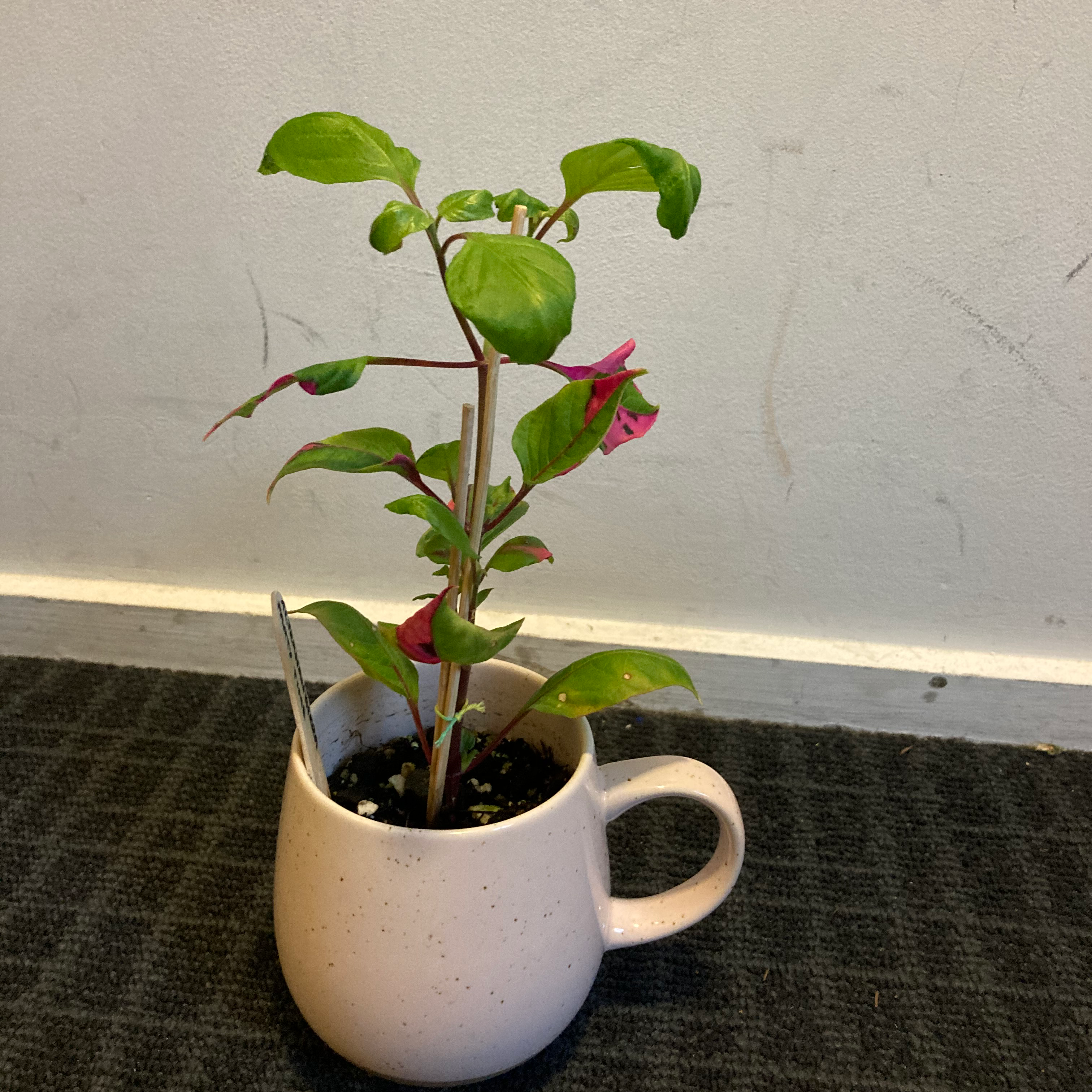 Hairy Joyweed plant in a mug-like container with green and pinkish-red leaves.