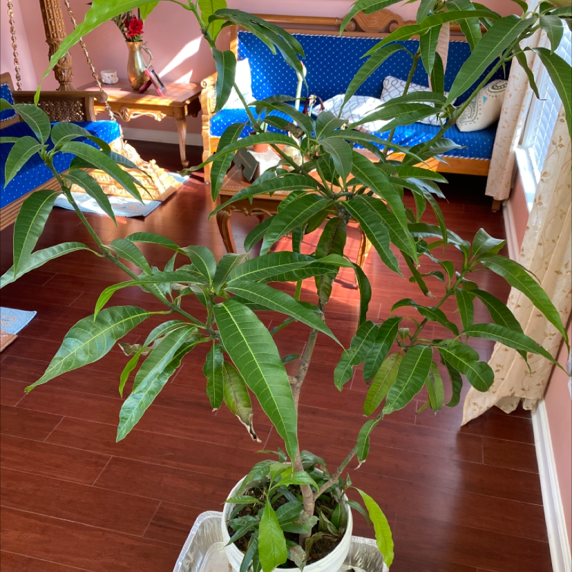A healthy mango tree with lush green foliage growing indoors in a white plastic pot, well-framed and in focus.