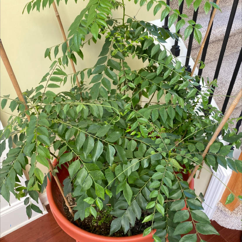 Healthy Curry Tree (Murraya koenigii) in a pot with vibrant green leaves.