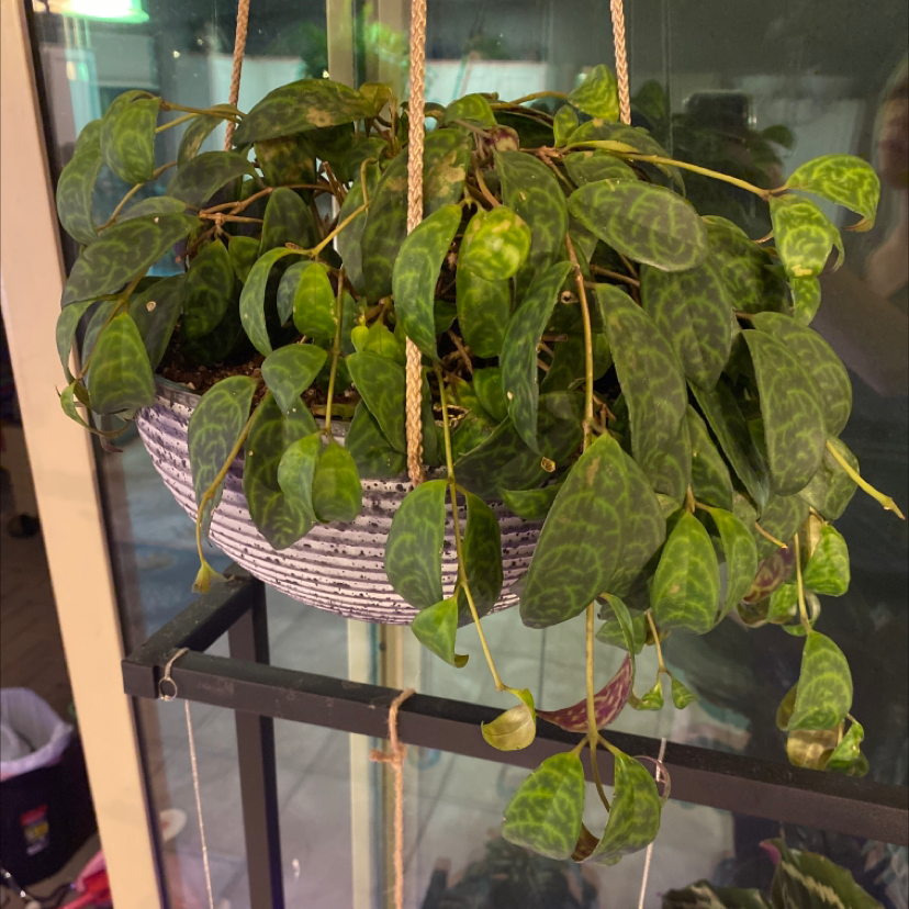 Hanging Black Pagoda Lipstick Plant with patterned green leaves in good health.