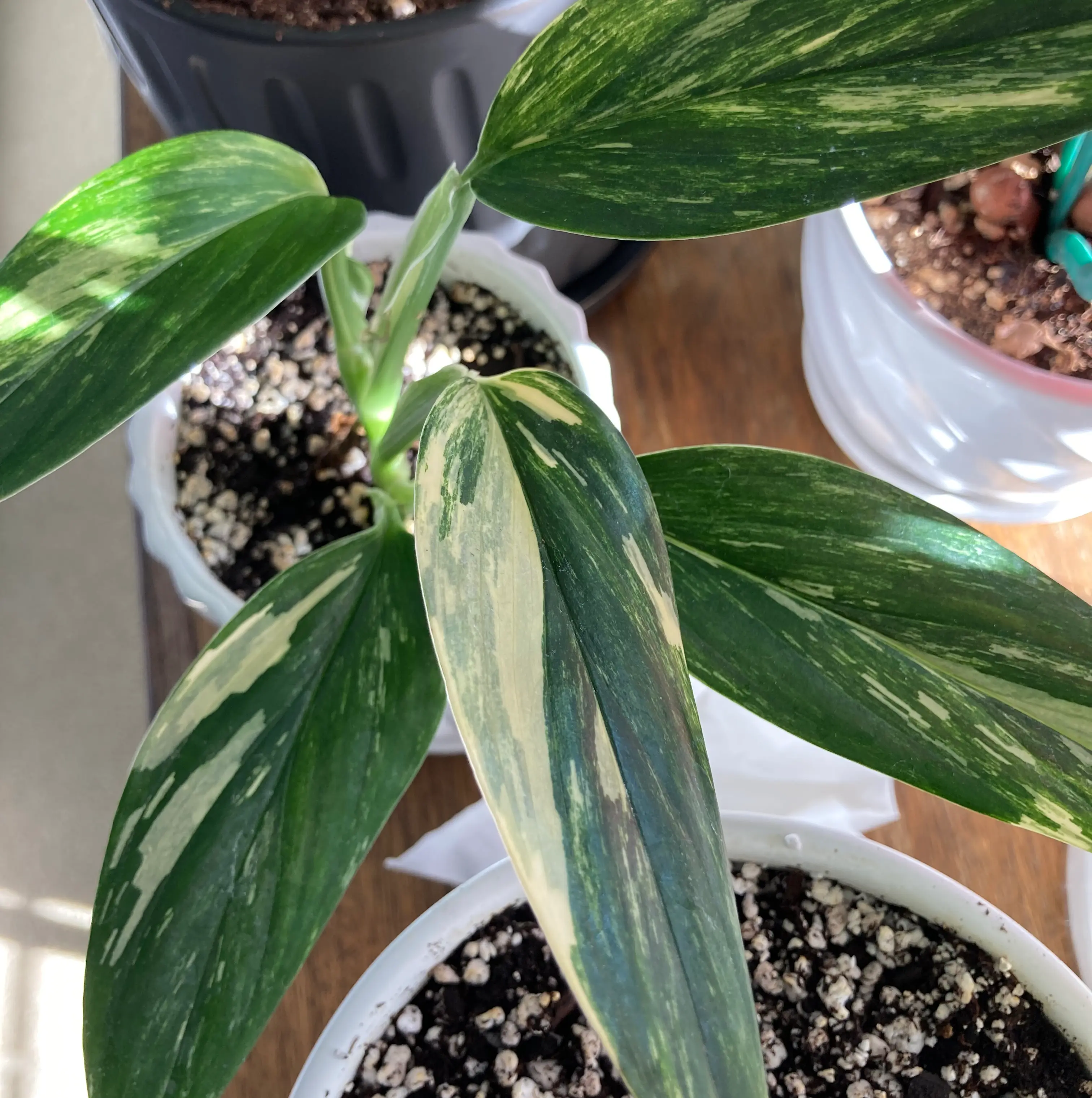 Monstera Cobra plant with variegated leaves in a pot with visible soil.