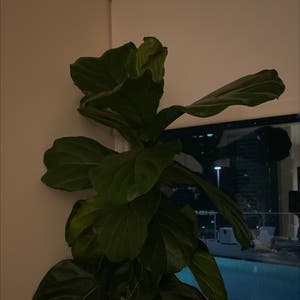 Fiddle Leaf Fig plant photo by Optimalalbo named Sophia on Greg, the plant care app.