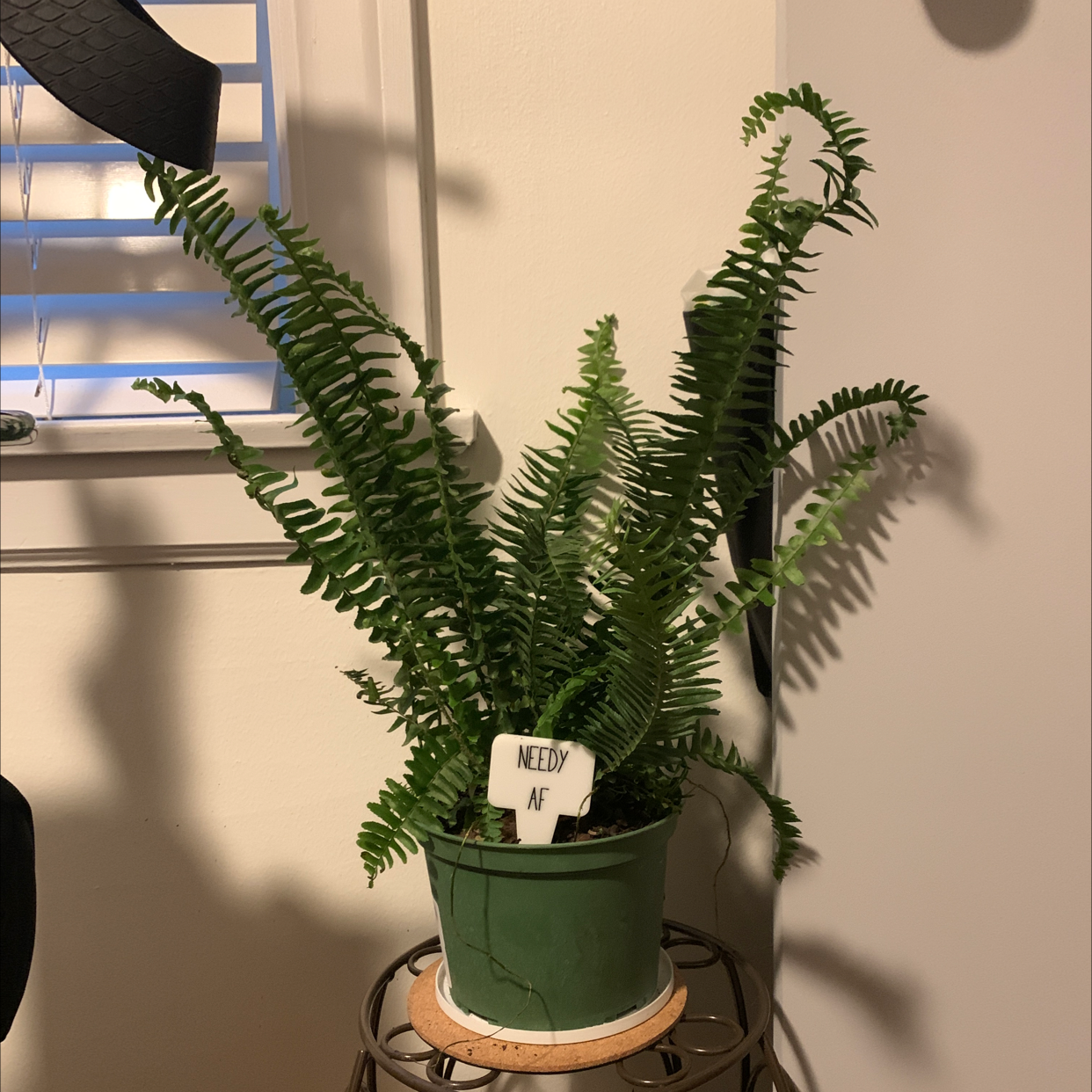 Photo of the plant species Kimberly Queen Fern by @RicSuave82 named Furny on Greg, the plant care app