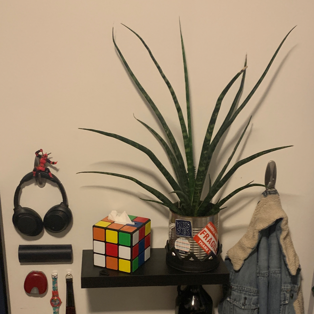 Dracaena 'Mikado' plant on a shelf with a Rubik's cube and other items.