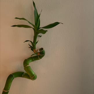 Lucky Bamboo plant in Somewhere on Earth