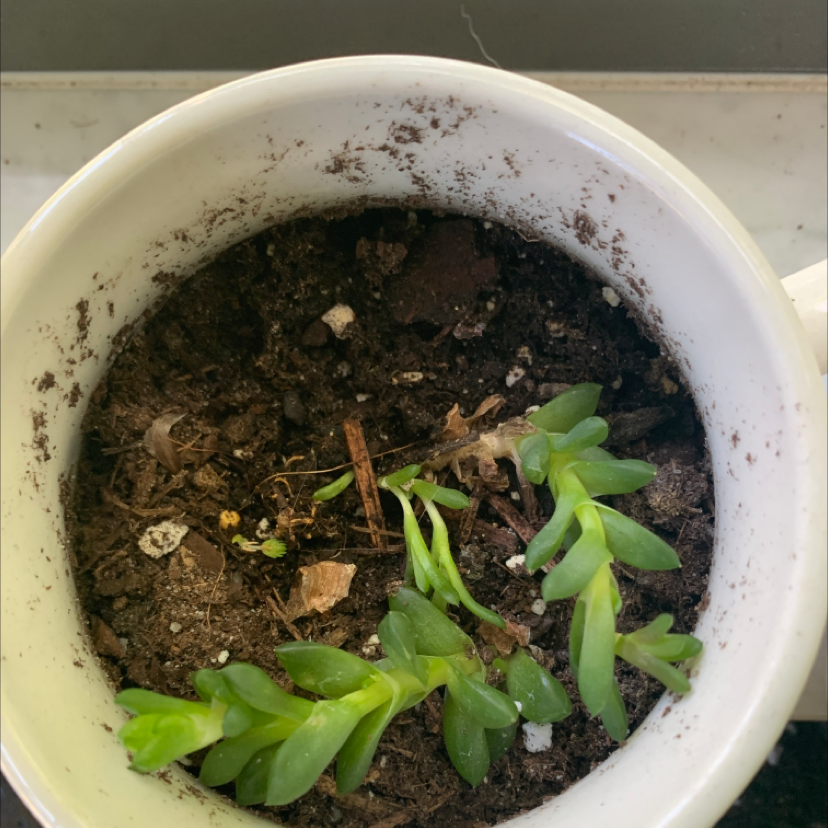 Haworthia 'Obtusa' plant in a white pot with visible soil, showing healthy green leaves.