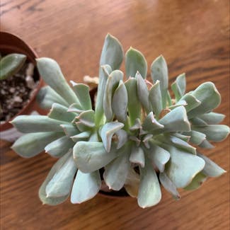 Echeveria Runyonii plant in Somewhere on Earth