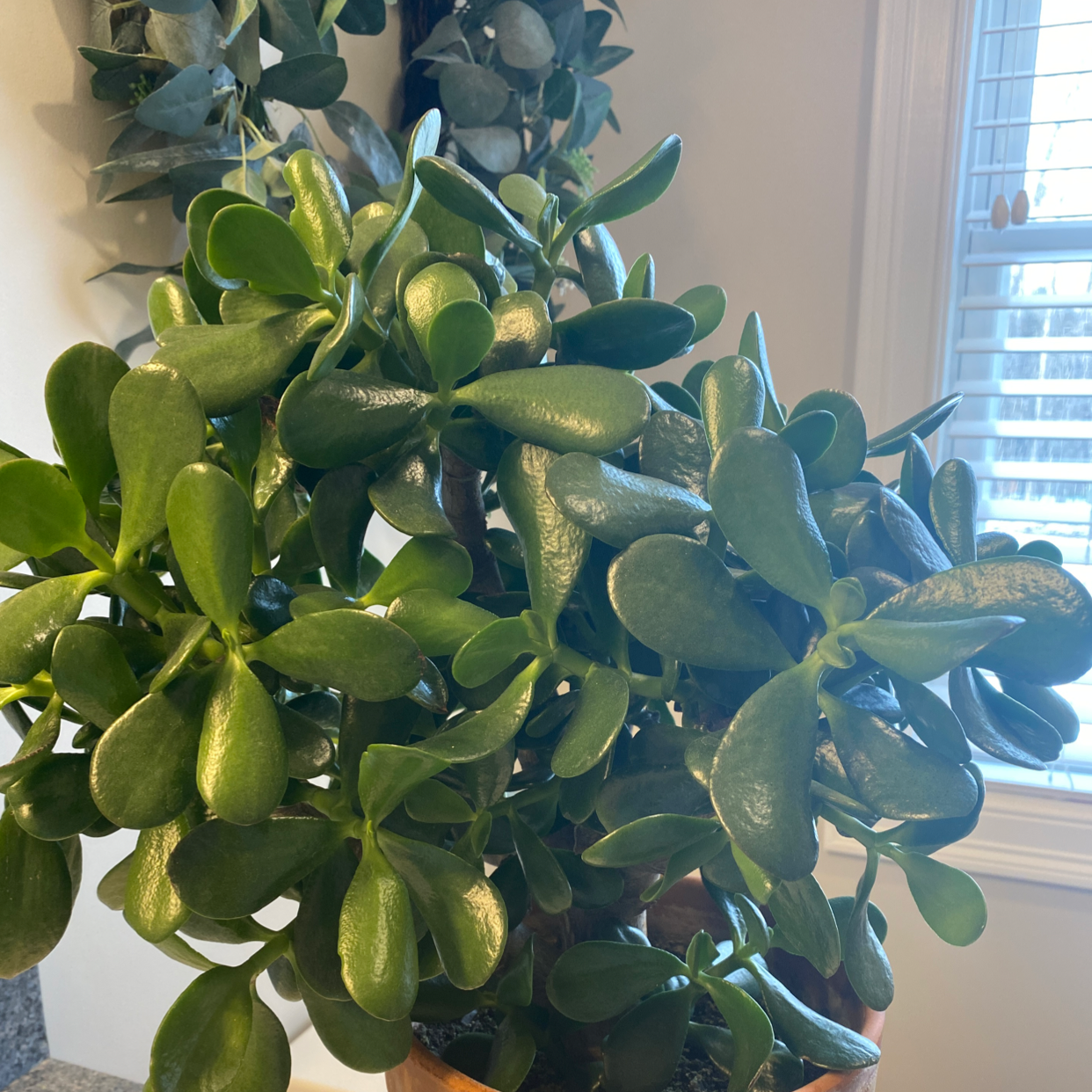 Jade plant photo by @_abbykirk18 named Lemon on Greg, the plant care app.