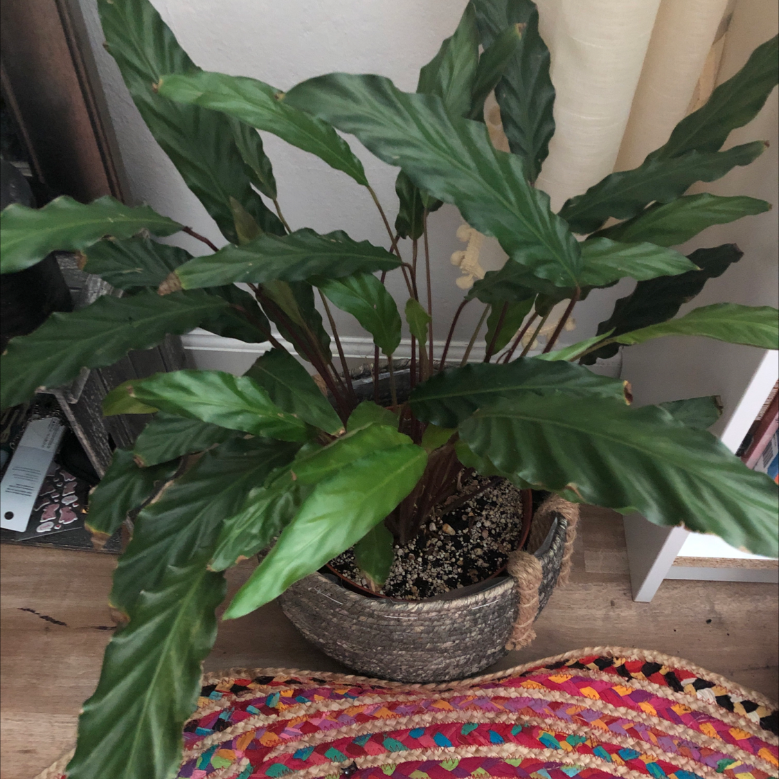 Furry Feather Calathea plant in a pot with healthy green leaves.