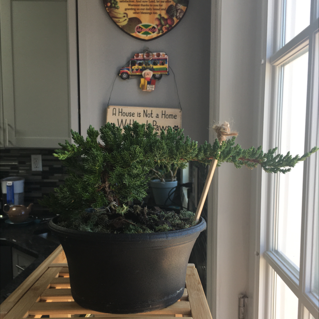 Needle Juniper plant photo by @Pily named Bonsay tree on Greg, the plant care app.