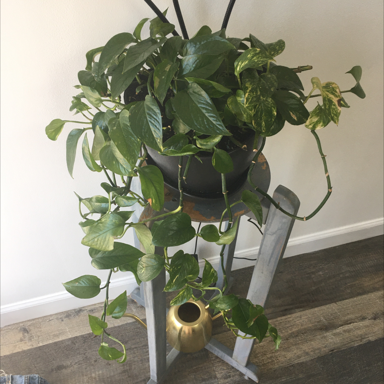 Taro Vine plant photo by @Pily named Pothos- yellow on Greg, the plant care app.