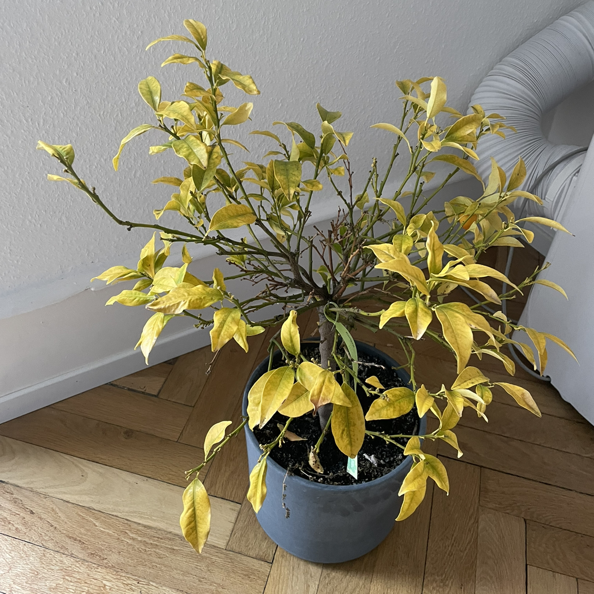 Potted oval kumquat plant with yellowing leaves, indicating potential health issues.